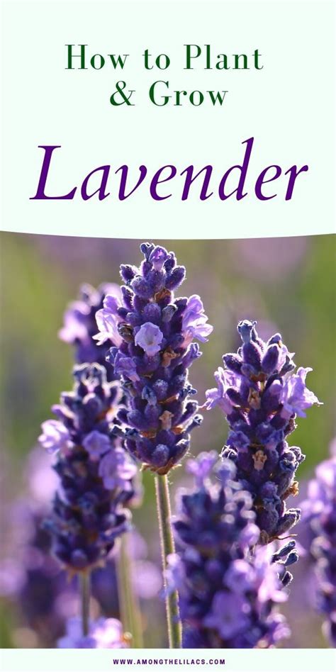 Lavender: How to Grow and Care for Your Plant Year